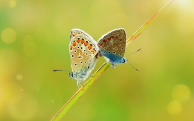 Social Commerce: Shopping Directly Through Social Media Platforms Like Instagram…