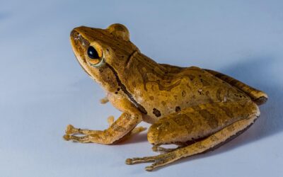 Neighborhood Gems: Create A Series Featuring Different Neighborhoods And Their…