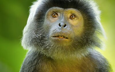 Consumer Behavior ~ “`html Unlocking Your Online Shopping Secrets: Why…