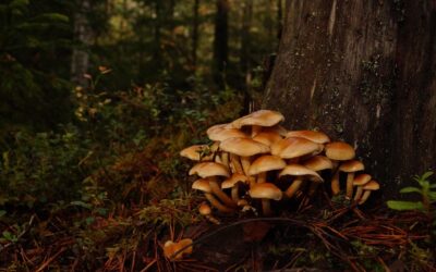 Click, Seek, Find. | “`html Click, Seek, Find: The New…