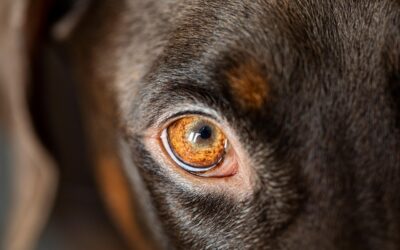 Economic Contributions: Discuss How These Shops Contribute To The Local…